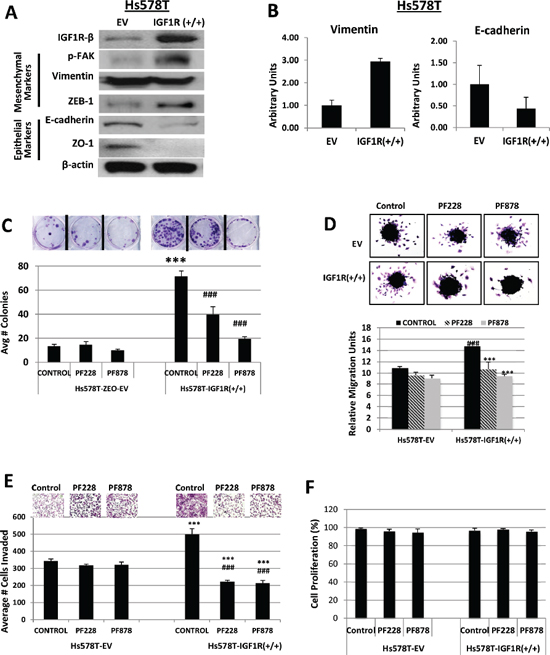 Inhibition of FAK abrogates IGF1R-mediated colony formation, migration, and invasion in TNBC cells.