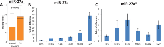 Relative expression of miR-27a in OS, healthy bones and different OS cell lines. Relative expression of miR-27a* in different OS cell lines.