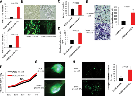 Effects of MIR-27a gene overexpression on properties of SAOS2 cells.