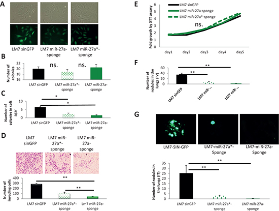 Effects of miR-27a and miR-27a* inactivation on properties of LM7 cells.