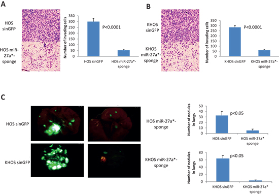 Effects of miR-27a* inactivation in HOS and KHOS cells.