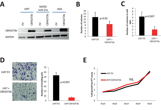Effect of CBFA2T3 overexpression in LM7 cells.