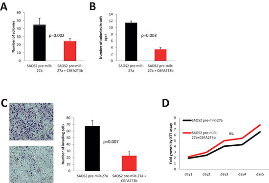 Effects of CBFA2T3 overexpression in SAOS2-miR-27a cells.