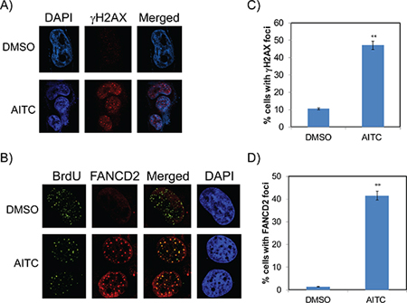 AITC-induces replication-stress mediated DDR in NSCLC cells.