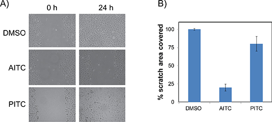 AITC is a potent inhibitor of NSCLC cells cell migration.