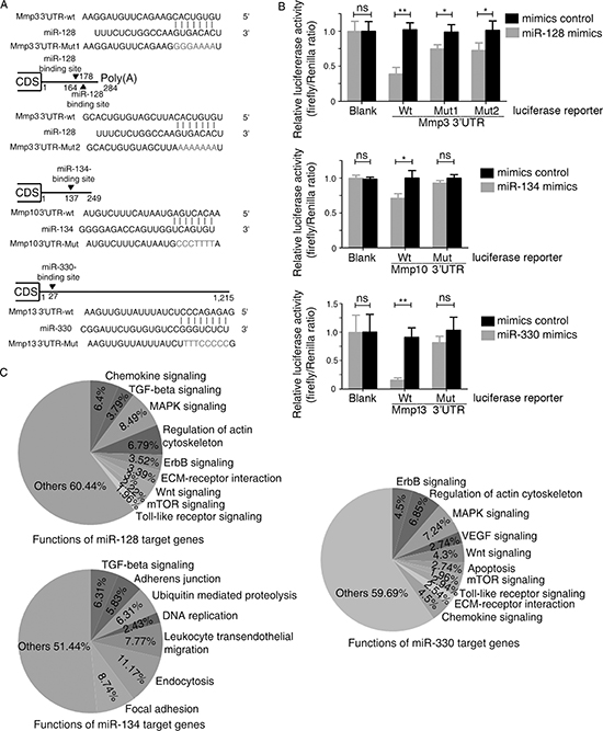 Mmp3, Mmp10, and Mmp13 are direct targets of murine miR-128, miR-134, and miR-330, respectively.