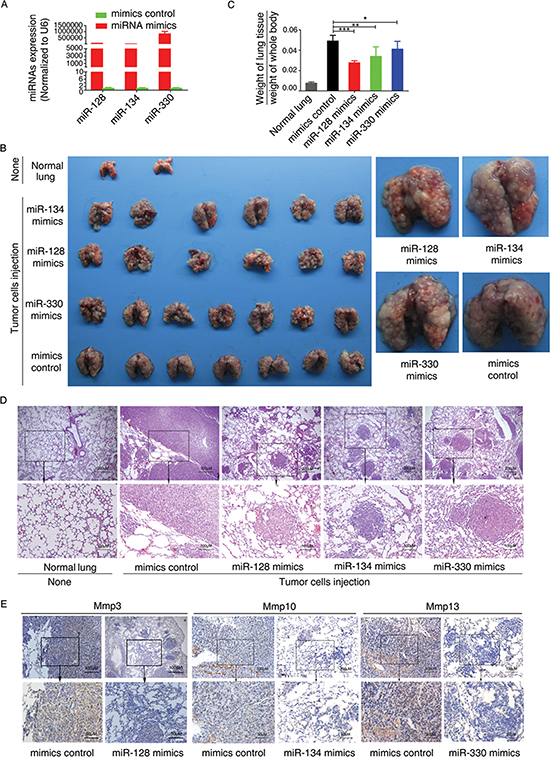 miR-128, miR-134, and miR-330 suppress the metastasis of murine colon cancer cells in a nude mouse xenograft model.