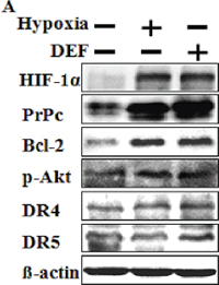 Hypoxia regulates HIF-1&#x03B1; and PrPc.