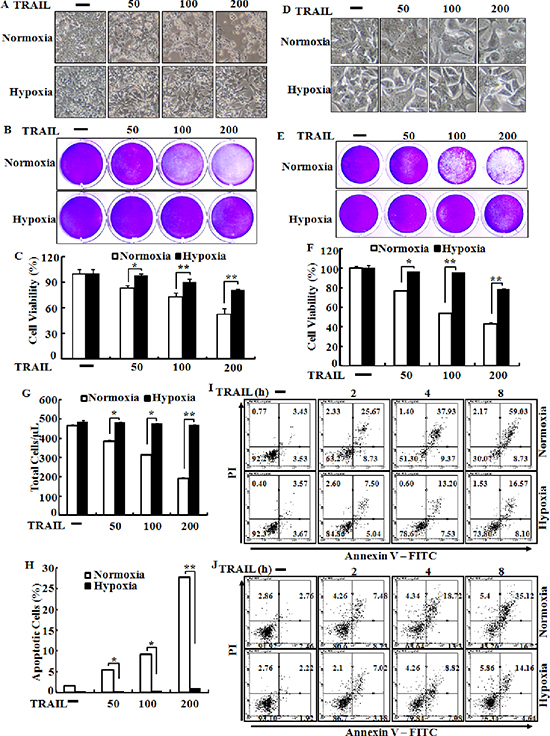 Hypoxia inhibits TRAIL-induced apoptosis human colon carcinoma cells.
