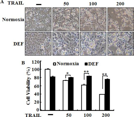 Deferoxamine inhibits TRAIL-induced apoptosis.