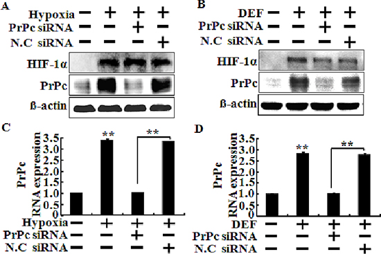 Knockdown of PrPc inhibited the HIF-1&#x03B1;-mediated PrPc expression.