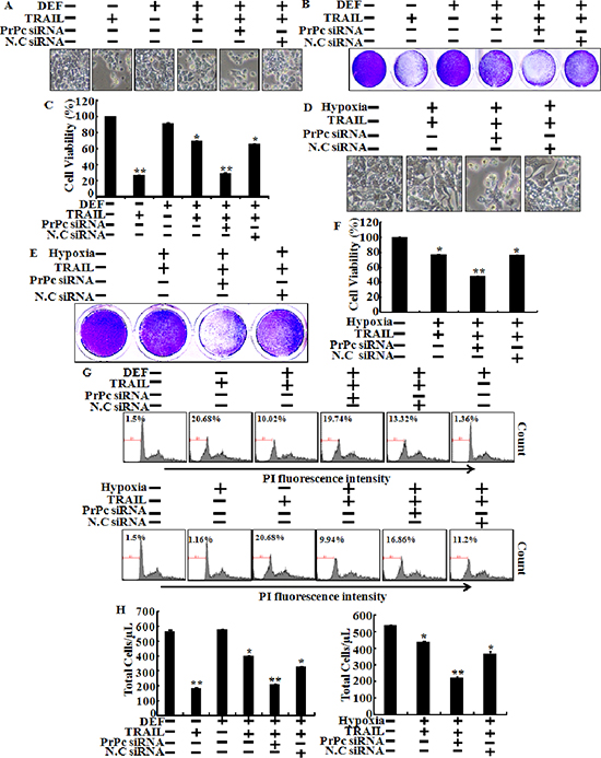 Knockdown of PrPc blocks protection of hypoxia in TRAIL-treated cells.