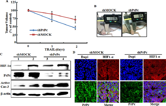 PrPc-shRNA HCT116 tumors increased TRAIL-mediated apoptosis in mouse xenograft.