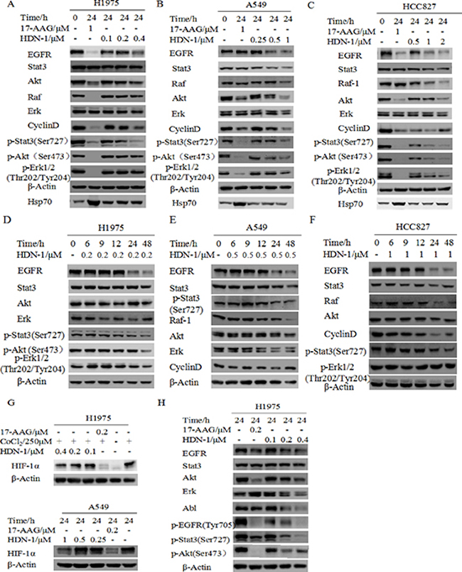 HDN-1 induces degradation of multiple oncoproteins.