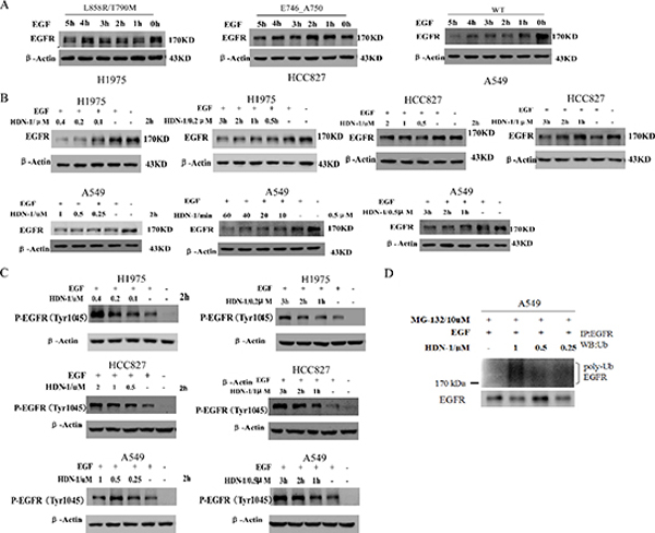 HDN-1 promotes EGF-induced EGFR downregulation.