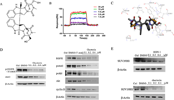 Chaetocin binds to and inhibits Hsp90.