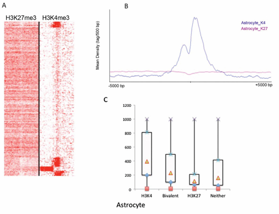 Global identification of H3K4me3 and H3K27me3 binding profiles in astrocytes.
