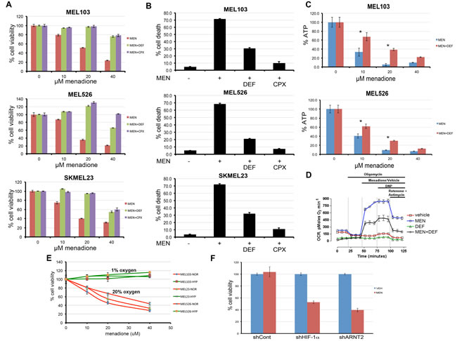 Iron chelation or hypoxic adaptation prevents the effects of menadione.