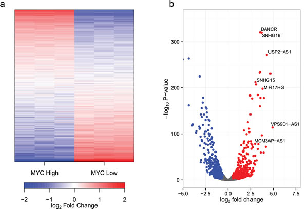 MYC regulates the expression of ncRNAs.