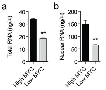 Total and nuclear RNA content at high and low MYC levels.