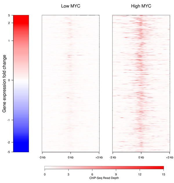 Binding of MYC to the promoters of lncRNAs in the presence of high (right) and low (left) levels of MYC.