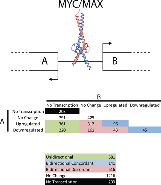 Transcriptional activity from bidirectional promoters.