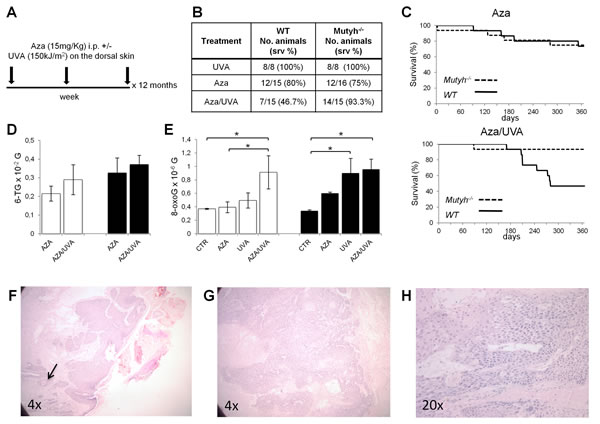 Survival, skin DNA 8-oxoG levels and tumor onset in WT and