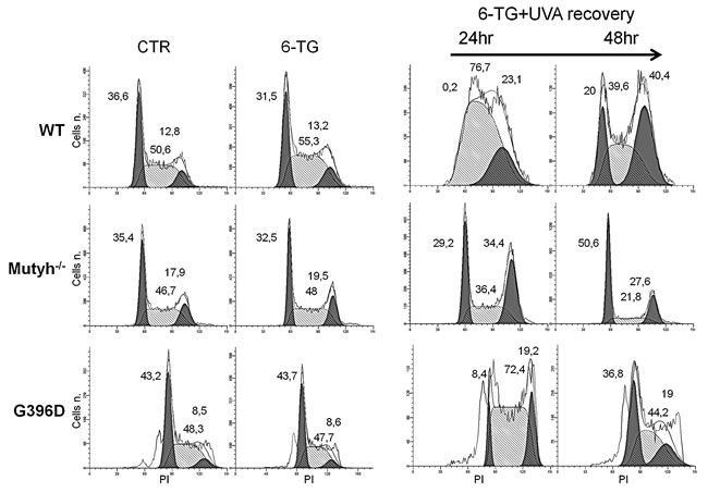 Cell cycle analysis after 6-TG/UVA.