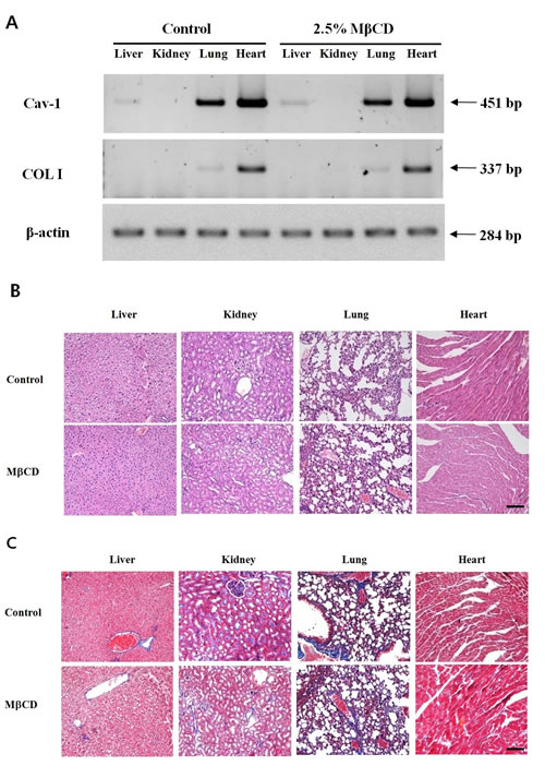 Intra-dermal injection of M&#x3b2;CD does not modulate expression levels of Cav-1 and COL I in the systemic organs of hairless mice.