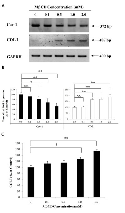 M&#x3b2;CD up-regulates COL I expression in HDFs.