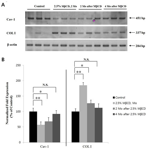 M&#x3b2;CD-induced up-regulation of COL I is maintained for several months in mouse skin.
