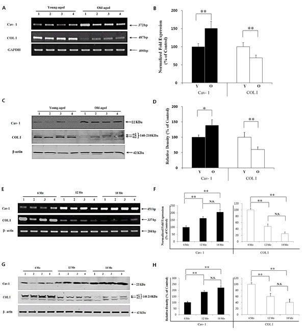 Cav-1 expression is negatively related with COL I expression in chronologically-aged human and mouse skin.