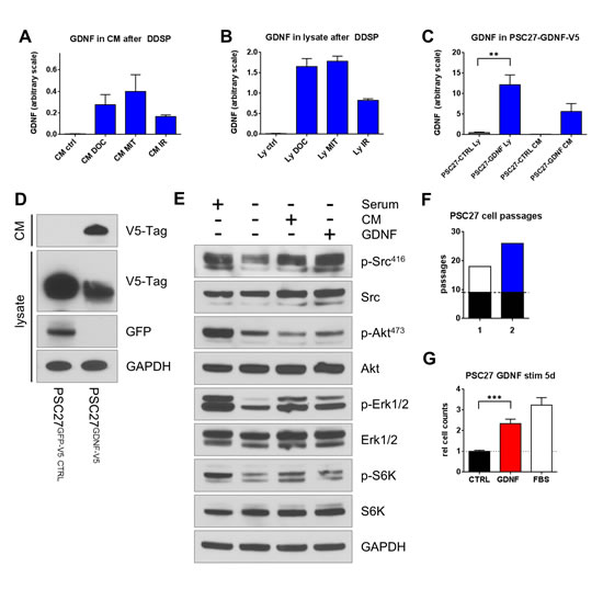 DNA damages induces GDNF secretion producing autocrine effects in prostate fibroblasts.