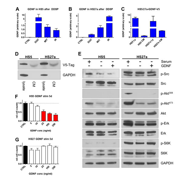 Bone fibroblasts induce GDNF following DNA damage but lack autocrine signaling.