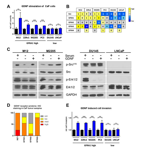 Prostate cancer cells respond to GDNF stimulation and activate SRC and ERK pathways.