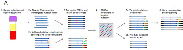 Multiplexed SCODA mutation enrichment and detection assay.