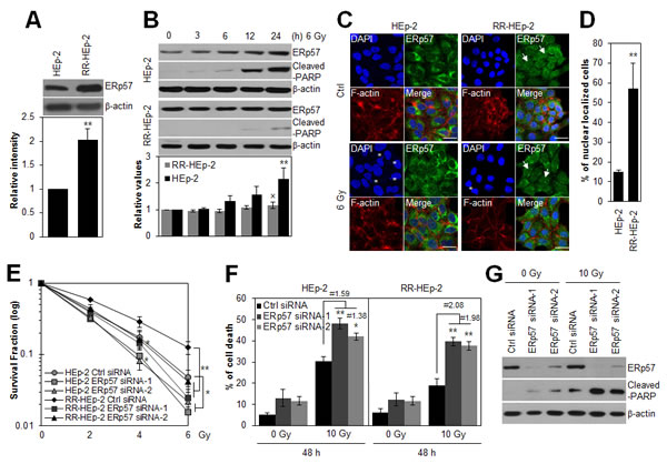 Depletion of ERp57 sensitizes radioresistant HEp-2 cells.