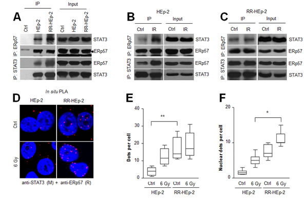 The physical interaction between ERp57 and STAT3 is increased in radioresistant HEp-2 cells.