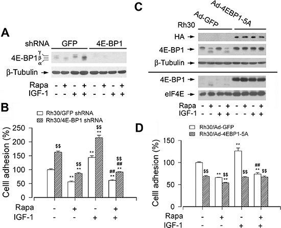 mTORC1-mediated 4E-BP1 pathway is involved in the regulation of cell adhesion.