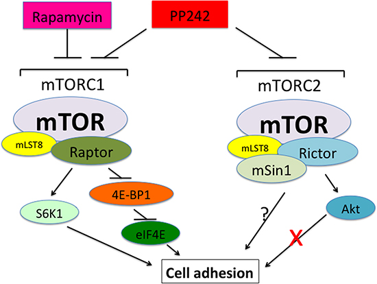 A schematic model showing how mTOR regulates cell adhesion.