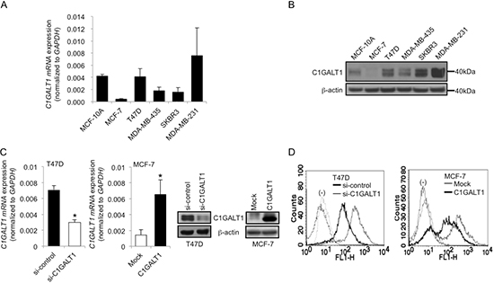 C1GALT1 regulates O-glycan structures on surfaces of breast cancer cells.