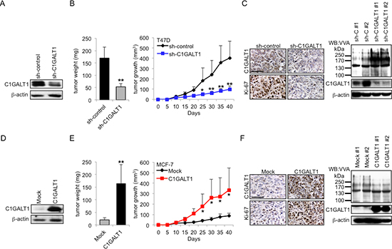 C1GALT1 promotes breast tumor growth in vivo.