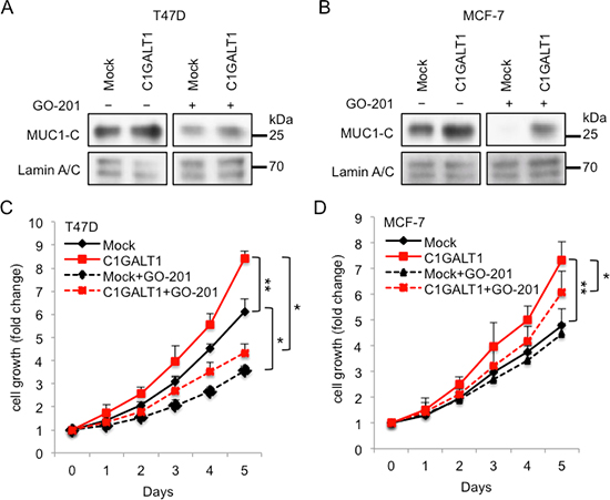 C1GALT1 promotes cell growth through MUC1-C pathway.