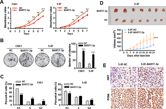 EBV-miR-BART7-3p promotes NPC cell growth and tumorigenesis.