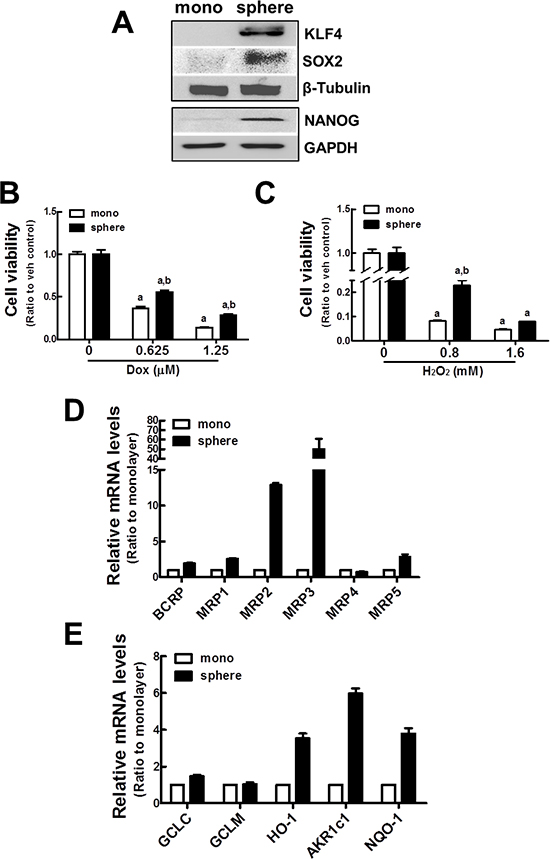 Up-regulation of ABC transporters and detoxifying/antioxidant genes in MCF7 mammospheres.