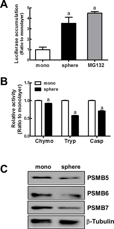 Reduced proteasome function in MCF7 mammospheres.