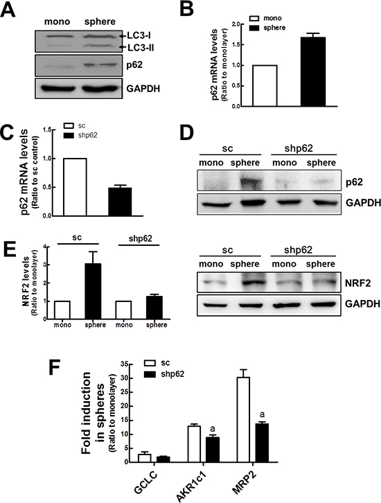 Involvement of p62 in NRF2 activation in mammospheres.