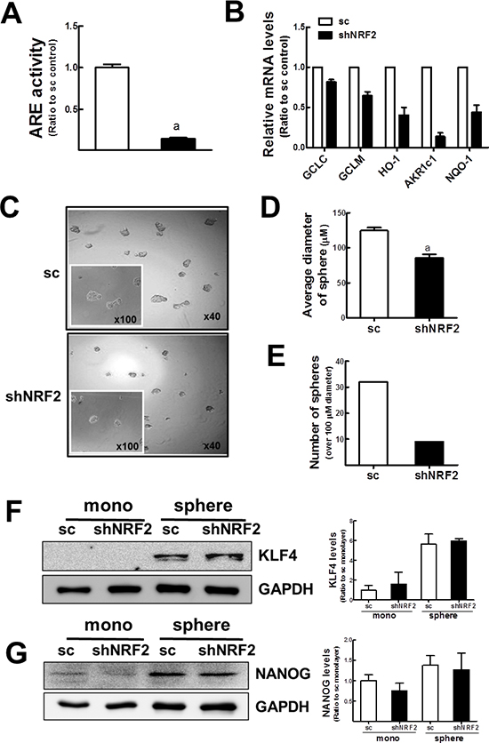 Delayed mammosphere growth in NRF2 knockdown MCF7.