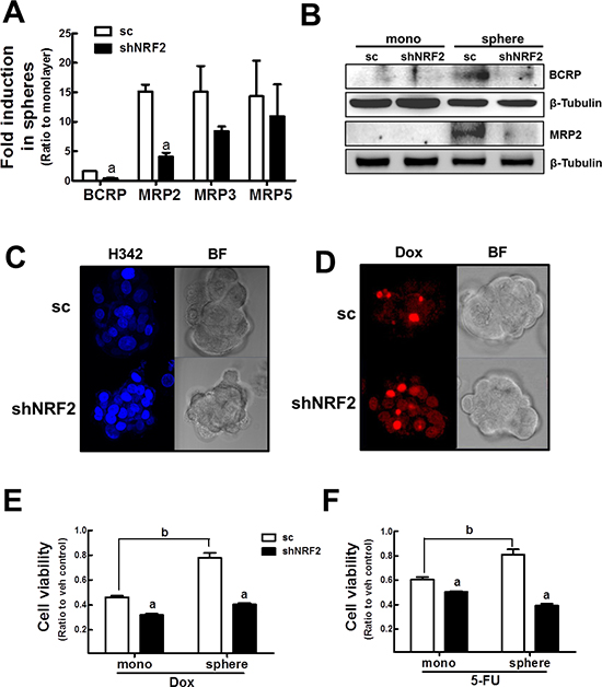NRF2 knockdown-mediated sensitization of mammospheres to anticancer drugs.