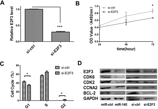 miR-145 inhibits cell proliferation through E2F3 dependent cell cycle regulation.